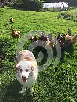 Australian Shepherd being Herded by Chickens