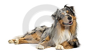 Australian shepherd blue merle, lying, panting, looking away