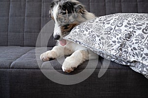 Australian shepherd blue merle puppy dog on couch lick gnaw pillow