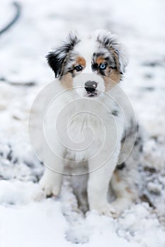 Australian shepherd blue merle puppy playing in the snow