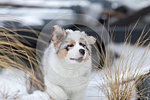 Australian shepherd blue merle puppy playing in the snow