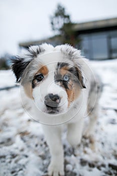 Australian shepherd blue merle puppy playing in the snow