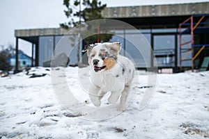 Australian shepherd blue merle puppy playing in the snow