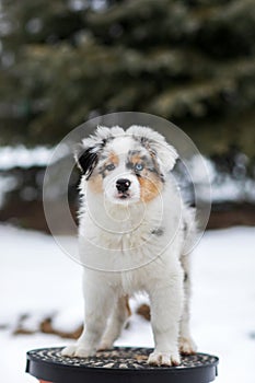 Australian shepherd blue merle puppy playing in the snow