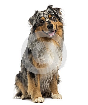 Australian shepherd blue merle sitting and panting, 4 years old