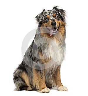 Australian shepherd blue merle, sitting, panting, 4 years old