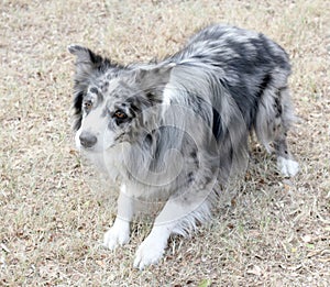 Australian shepherd border collie crouching