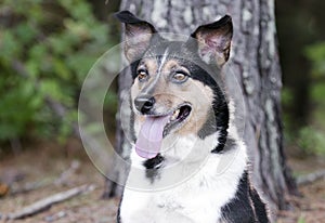 Australian Shepherd Cattledog Collie mixed breed dog