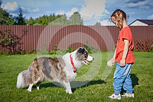 An Australian Shepherd and a child play ball together on a sunny summer day on the green grass