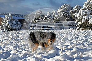 Australian Shepherd and Cold Nose