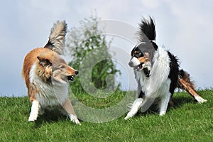 Australian Shepherd and Collie