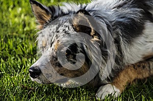 Australian Shepherd