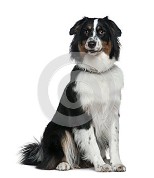 Australian Shepherd dog, 1 year old, sitting photo