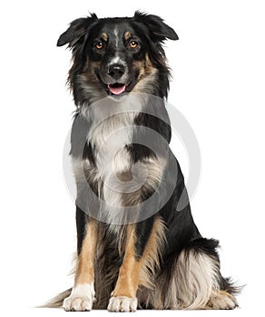 Australian Shepherd dog, 1 year old, sitting in front of white b