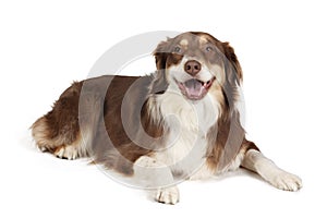 Australian Shepherd Dog