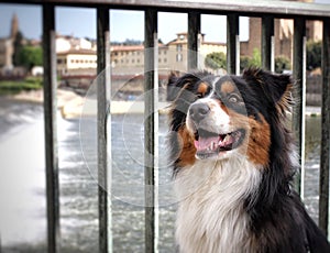 Australian Shepherd dog