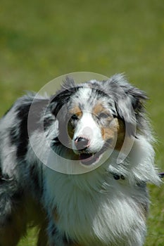 Australian Shepherd dog