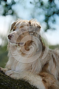 Australian shepherd dog
