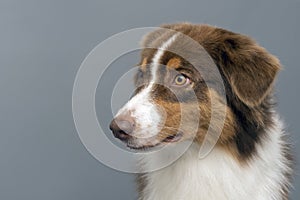 Australian shepherd dog