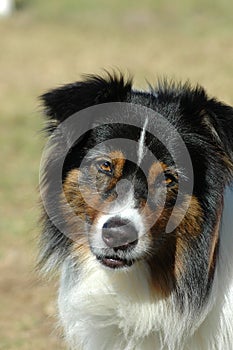 Australian Shepherd dog