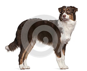 Australian Shepherd dog, 7 months old, standing