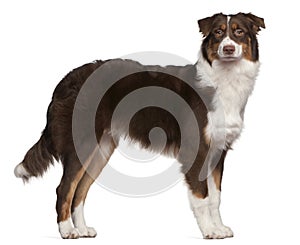 Australian Shepherd dog, 7 months old, standing