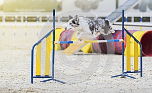 Australian Shepherd. Dog on agility competition. The Aussie dog jumps over an obstacle. Sporting event, achievement in