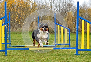 Australian Shepherd dog on agility training