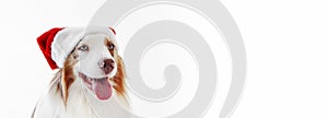 Australian Shepherd Dog, Aussie, head portrait with Santa hat cap brown red merle. copy space, banner.