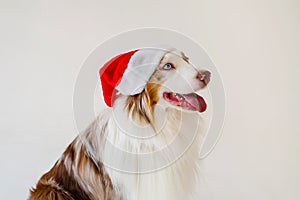 Australian Shepherd Dog, Aussie, head portrait with Santa hat cap brown red merle. copy space, banner.