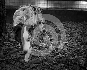 El perro en blanco y negro retrato 