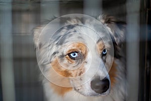 Australian Shepherd dog with a blue merle coat and striking blue eyes, at a dog show