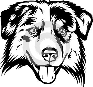 Australian Shepherd Dog Breed Isolated Pedigree Pet Puppy Head