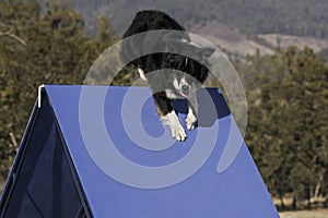 Australian Shepherd Dog Climbing on a Blue A-Frame Agility Obstacle