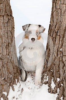 Australian Shepherd dog close up portrait. Dog in winter. Blue eyes dog