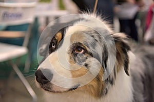 Australian Shepherd dog,