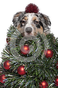 Australian Shepherd dog dressed as Christmas tree