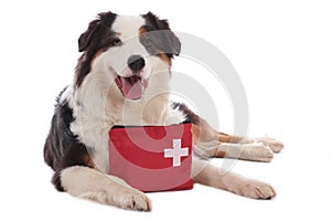 Australian shepherd dog with emergency kit