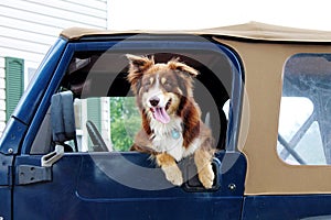 Australian Shepherd Dog hanging out the window of a jeep