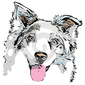 Australian Shepherd dog head graphic, outline portrait with a few colors