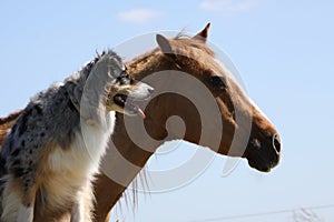 Australian Shepherd dog with a horse