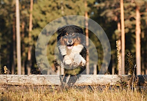 An Australian Shepherd dog hurdles over a log in pine forest