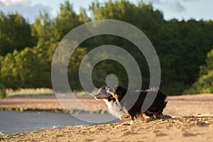 An Australian Shepherd dog joyfully runs along a sandy beach