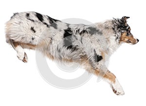 Australian Shepherd dog jumping, 7 months old