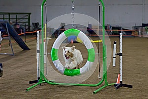 Australian Shepherd Dog Jumping Through Hoop