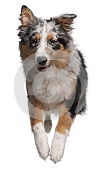 Australian Shepherd dog jumping, 7 months old