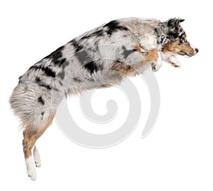 Australian Shepherd dog jumping, 7 months old