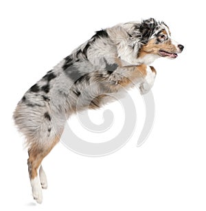 Australian Shepherd dog jumping, 7 months old