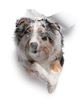 Australian Shepherd dog jumping out of white paper