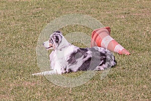 Australian shepherd dog living in belgium